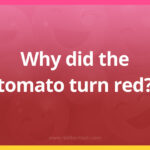 Why did the tomato turn red?