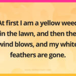 At first I am a yellow weed in the lawn, and then the wind blows, and my white feathers are gone.