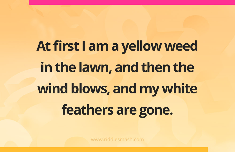 At first I am a yellow weed in the lawn, and then the wind blows, and my white feathers are gone.