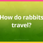 How do rabbits travel?