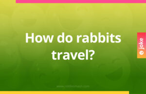 How do rabbits travel?