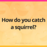 How do you catch a squirrel?