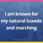 I am known for my natural tuxedo and marching.