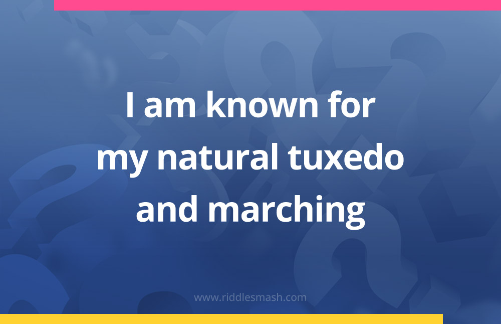 I am known for my natural tuxedo and marching.