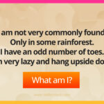 I am not very commonly found. Only in some rainforest. I have an odd number of toes. I am very lazy and hang upside down. What am I?