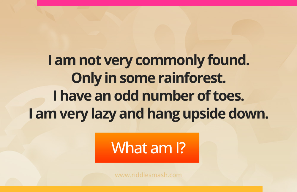 I am not very commonly found. Only in some rainforest. I have an odd number of toes. I am very lazy and hang upside down. What am I?