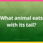What animal eats with its tail?
