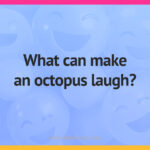 What can make an octopus laugh?