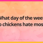 What day of the week do chickens hate most?