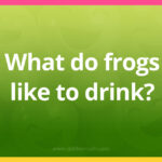 What do frogs like to drink?