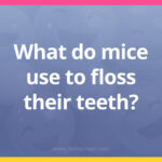 What do mice use to floss their teeth?
