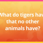 What do tigers have that no other animals have?
