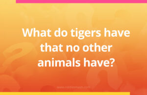 What do tigers have that no other animals have?