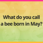 What do you call a bee born in May?