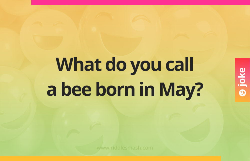 What do you call a bee born in May?
