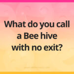 What do you call a Bee hive with no exit?