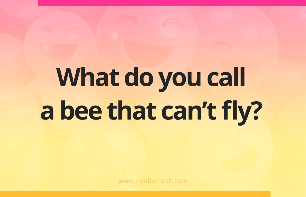 What do you call a bee that can't fly?