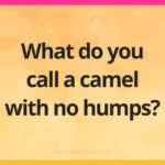 What do you call a camel with no humps?