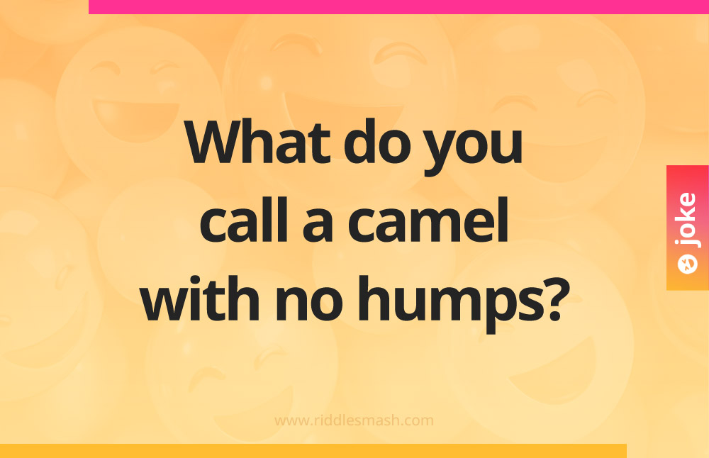 What do you call a camel with no humps?
