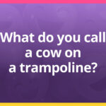 What do you call a cow on a trampoline?