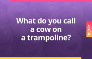What do you call a cow on a trampoline?