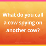 What do you call a cow spying on another cow?