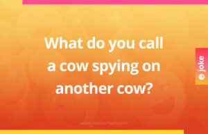 What do you call a cow spying on another cow?
