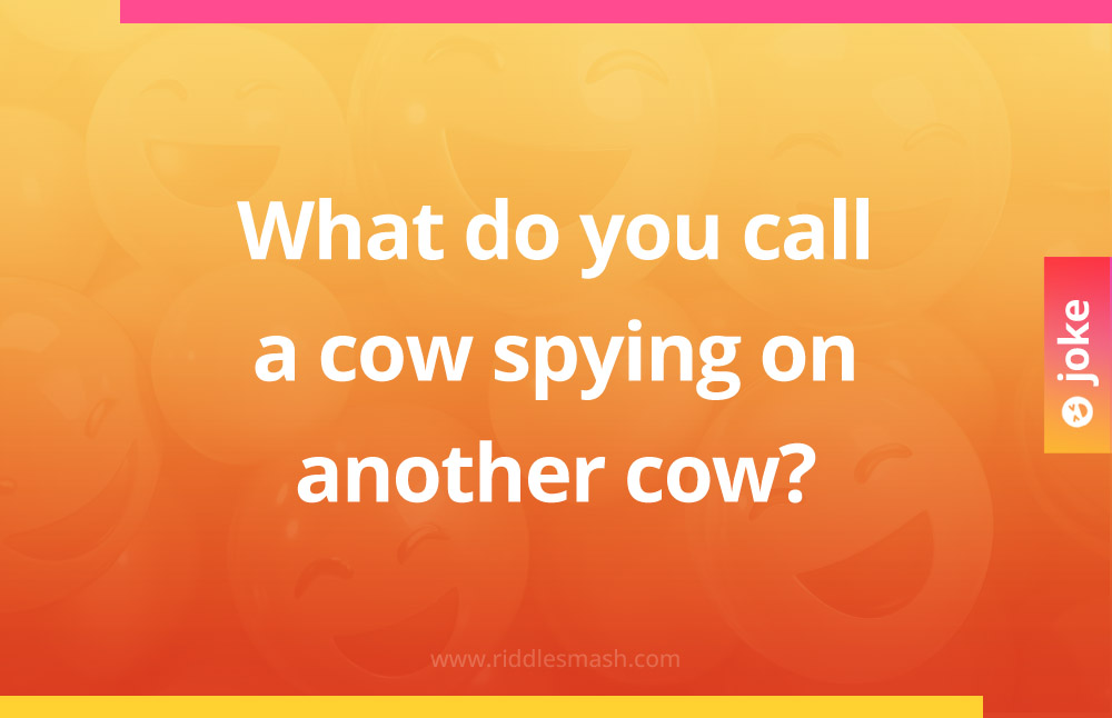 What do you call a cow spying on another cow?