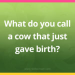 What do you call a cow that just gave birth?