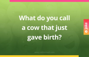 What do you call a cow that just gave birth?