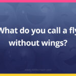 What do you call a fly without wings?