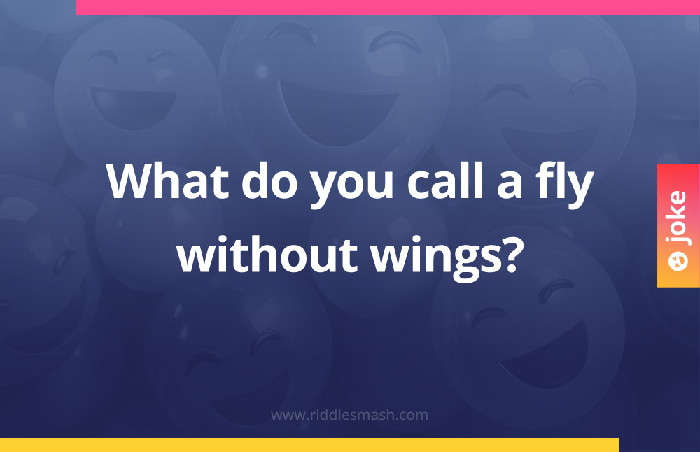 What do you call a fly without wings?