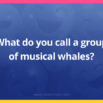 What do you call a group of musical whales?