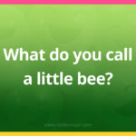 What do you call a little bee?