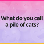 What do you call a pile of cats?