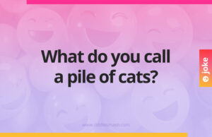 What do you call a pile of cats?