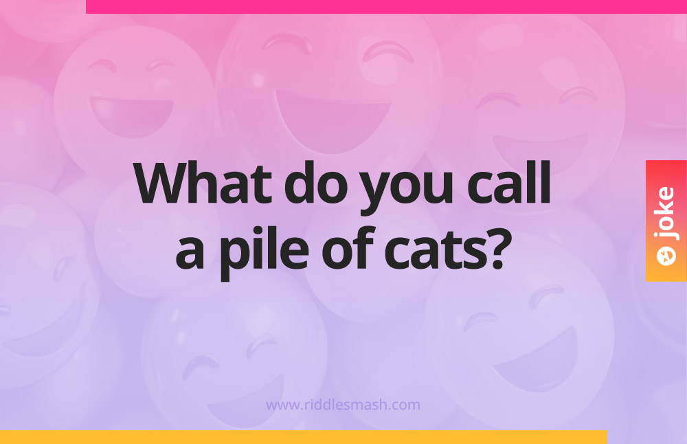 What do you call a pile of cats?