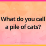 What do you call a pile of cats?