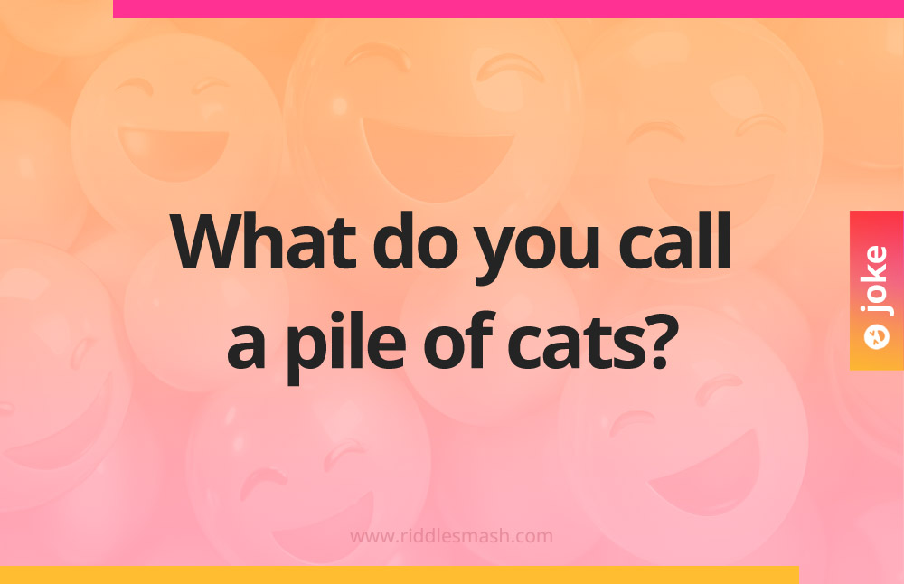 What do you call a pile of cats?