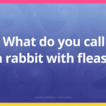 What do you call a rabbit with fleas?