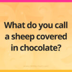What do you call a sheep covered in chocolate?