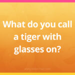 What do you call a tiger with glasses on?