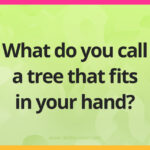 What do you call a tree that fits in your hand?