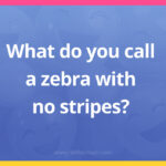 What do you call a zebra with no stripes?