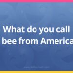 What do you call a bee from America?