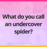 What do you call an undercover spider?