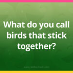 What do you call birds that stick together?