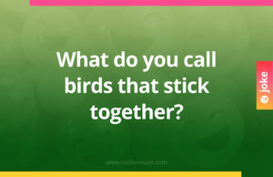 What do you call birds that stick together?