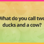 What do you call two ducks and a cow?