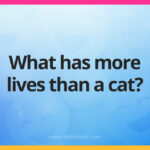 What has more lives than a cat?